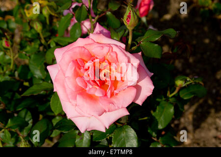 Close up of Rose, Alexandra Gardens, Cardiff, Pays de Galles. Banque D'Images