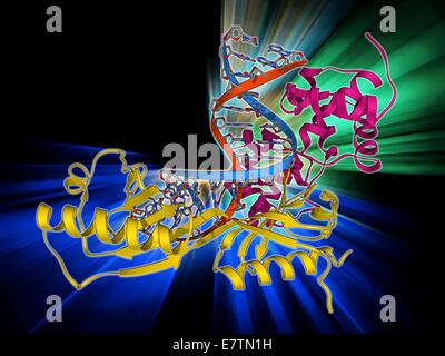 TATA box-binding protein complexes. Le modèle moléculaire montrant une levure TATA box-binding protein (TBP) complexée avec un brin d'ADN (acide désoxyribonucléique, rouge et bleu) et facteur de transcription IIB. Le TBP est un facteur de transcription spécifique qui lie Banque D'Images