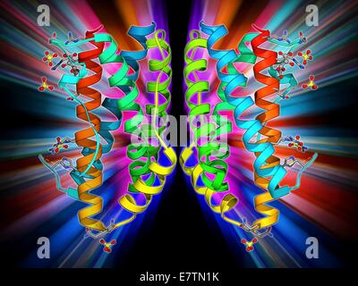 L'interleukine-6. Le modèle moléculaire de la protéine de la cytokine interleukine-6 humaine. Cette protéine est produite dans le corps et a une grande variété de fonctions dans le système immunitaire. Banque D'Images