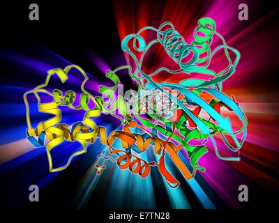 L'hexokinase glucose et complexe. Le modèle moléculaire d'un complexe entre l'enzyme glucose hexokinase et le sucre. L'hexokinase favorise la transformation (phosphorylation) le glucose en glucose-6-phosphate. Utilisez ensuite les cellules le glucose 6-phosphate lorsqu'ils re Banque D'Images