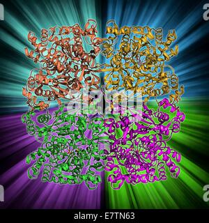 La glycogène phosphorylase, modèle moléculaire. C'est une enzyme impliquée dans l'élimination de glycogène, la molécule de stockage de l'énergie impliquée dans le métabolisme des animaux. L'action de la glycogène phosphorylase fournit du carburant pour la contraction musculaire. Dans le foie, cette enzyme m Banque D'Images