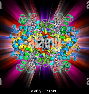 L'hémoglobine, le modèle moléculaire. L'hémoglobine est un metalloprotein qui transporte l'oxygène dans le corps dans les globules rouges. Chaque molécule est constituée de groupes de l'hème contenant du fer (bâtons) et les protéines de la globine (chaînes d'acides aminés, bobines). Chaque protéine globine est Banque D'Images