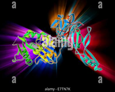 L'AVL-1 provenant d'endonucléase. Le modèle moléculaire de l'AVL-1 provenant d'endonucléase de restriction. Des enzymes de restriction, également connu sous le nom de endonucléases, reconnaître des séquences de nucléotides et de couper l'ADN dans ces sites. Ils sont trouvés en bacte Banque D'Images