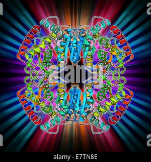 La lactate déshydrogénase, enzyme modèle moléculaire. Cette enzyme convertit pyruvate en lactate dans les dernières étapes de la glycolyse et de lactate en pyruvate au cours du cycle de l'acide lactique. La glycolyse est la voie métabolique qui produit de l'énergie à partir du glucose. La lact Banque D'Images