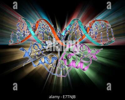 Facteur de transcription et la molécule d'ADN. Le modèle moléculaire du récepteur des glucocorticoïdes (GR), facteur de transcription protéine (rose et bleu) complexe avec une molécule d'ADN (acide désoxyribonucléique, rouge et bleu). Facteurs de transcription régulent la transcription de Banque D'Images