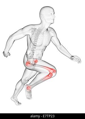 Les droits de l'anatomie d'une flexion des articulations, de l'art de l'ordinateur. Banque D'Images