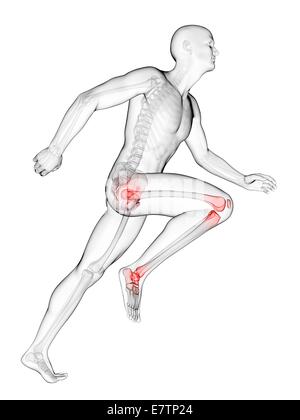 Les droits de l'anatomie d'une flexion des articulations, de l'art de l'ordinateur. Banque D'Images