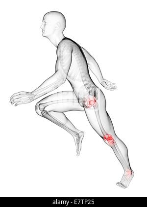 Les droits de l'anatomie d'une flexion des articulations, de l'art de l'ordinateur. Banque D'Images