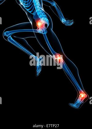 Les droits de l'anatomie d'une flexion des articulations, de l'art de l'ordinateur. Banque D'Images