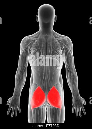 Les muscles du fessier (m. gluteus maximus), art de l'ordinateur. Banque D'Images