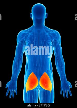 Les muscles du fessier (m. gluteus maximus), art de l'ordinateur. Banque D'Images