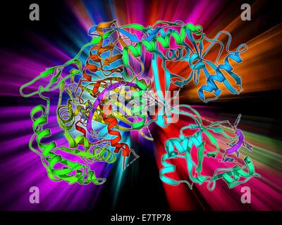 L' Argonaute de protéines. Le modèle moléculaire de la protéine argonaute-2 complexée avec micro (micro-ARN acide ribonucléique). Cette protéine fait partie de l'ARN-induced silencing complex (RISC). RISC joue un rôle dans la régulation des gènes et de la défense contre l'infection virale. Banque D'Images