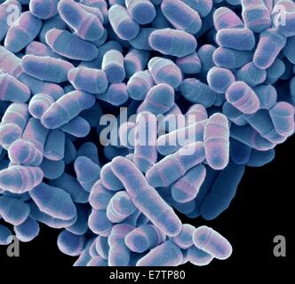 Couleur de l'analyse des électrons Microphotographie (SEM) de la levure Schizosaccharomyces pombe. S. pombe est un champignon unicellulaire qui est étudié largement comme organisme modèle pour la division des cellules eucaryotes. C'est une forme de tige qui pousse la levure par allongement à ses extrémités. Il r Banque D'Images