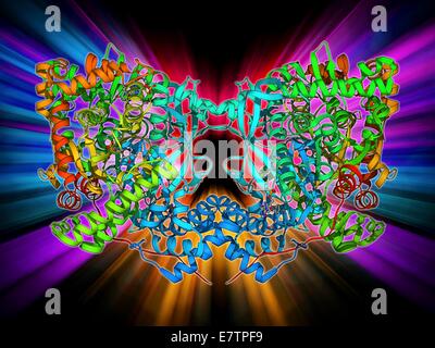 La glycogène phosphorylase. Le modèle moléculaire de la glycogène phosphorylase lié à l'adénosine monophosphate (AMP). C'est une enzyme impliquée dans l'élimination de glycogène, la molécule de stockage de l'énergie impliquée dans le métabolisme des animaux. L'action de la glycogène phosphorylase Banque D'Images