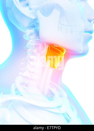 Le larynx, l'art de l'ordinateur. Banque D'Images