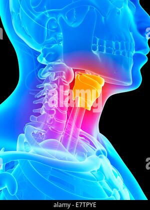 Le larynx, l'art de l'ordinateur. Banque D'Images