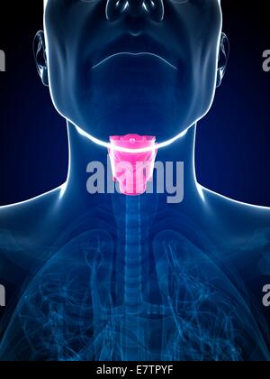 Le larynx, l'art de l'ordinateur. Banque D'Images