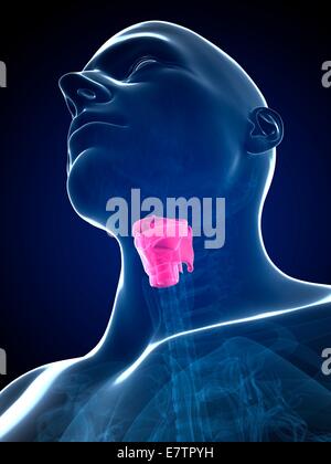 Le larynx, l'art de l'ordinateur. Banque D'Images