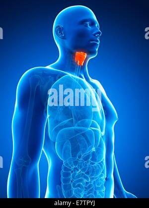 Le larynx, l'art de l'ordinateur. Banque D'Images