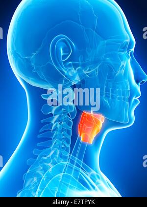 Le larynx, l'art de l'ordinateur. Banque D'Images