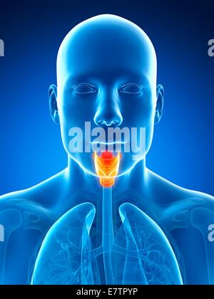 Le larynx, l'art de l'ordinateur. Banque D'Images