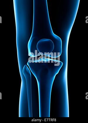 Les droits de l'articulation du genou, de l'oeuvre de l'ordinateur. Banque D'Images