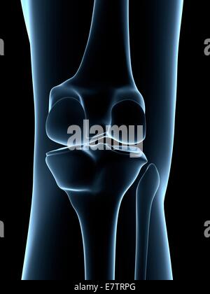 Les droits de l'articulation du genou, de l'oeuvre de l'ordinateur. Banque D'Images