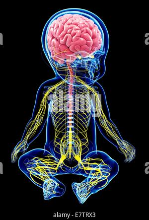 Le système nerveux du bébé, de l'oeuvre de l'ordinateur. Banque D'Images