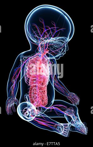 L'anatomie du bébé, de l'oeuvre de l'ordinateur. Banque D'Images