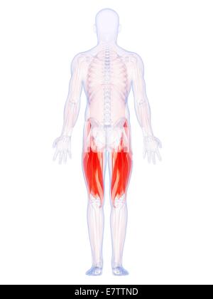 Les muscles des cuisses, de l'oeuvre de l'ordinateur. Banque D'Images