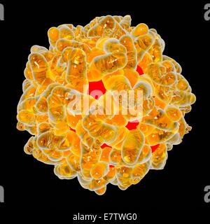 Le virus de la fièvre jaune, l'oeuvre de l'ordinateur. Banque D'Images