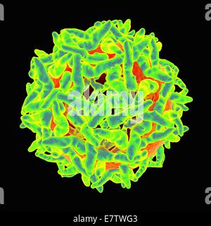 Le virus de la fièvre jaune, l'oeuvre de l'ordinateur. Banque D'Images