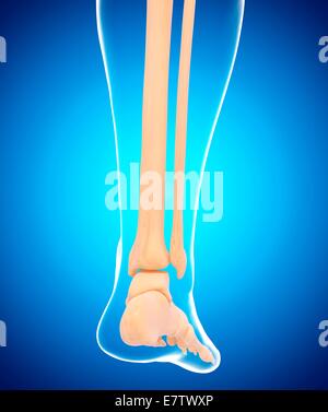 Les droits de l'os du pied, l'oeuvre de l'ordinateur. Banque D'Images