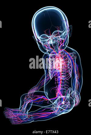 L'anatomie du bébé, de l'oeuvre de l'ordinateur. Banque D'Images