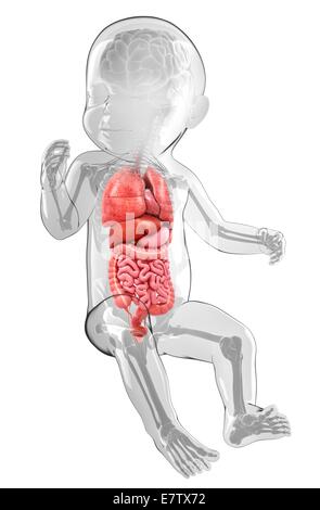 L'anatomie du bébé, de l'oeuvre de l'ordinateur. Banque D'Images