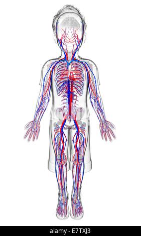 Les droits de l'appareil cardiovasculaire, l'oeuvre de l'ordinateur. Banque D'Images