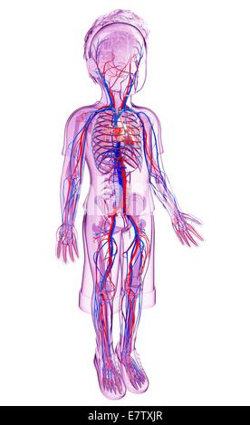 Les droits de l'appareil cardiovasculaire, l'oeuvre de l'ordinateur. Banque D'Images