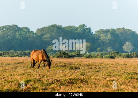 New Forest Pony en lumière dorée au petit matin sur la New Forest Banque D'Images
