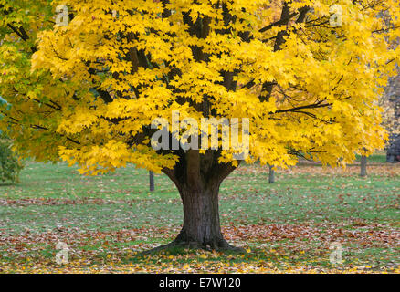 Royal Botanic Gardens, Kew, Londres. Un formulaire jaune de l'Acer rubrum (érable rouge érable ou marais) semble spectaculaire en automne Banque D'Images