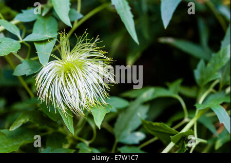 Clematis tangutica, Bill Mackenzie orientalis, groupe 3. Banque D'Images