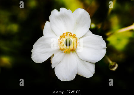 Anemone hybrida Honorine Jobert. Banque D'Images