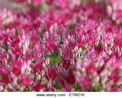 FLEURS DE SEDUM BRILLANTES, dans le sud-ouest de la France. Banque D'Images