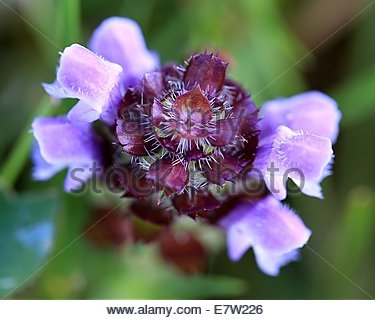 FLEUR SAUVAGE à AUTO-GUÉRISON commune, dans le sud-ouest de la France. Banque D'Images