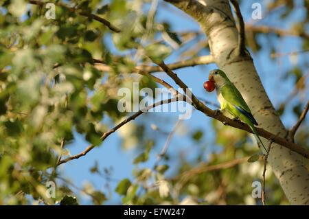 Perruche moine - Perruche moine d'Amérique du Sud (Myiopsitta monachus) manger des fruits dans l'arbre Bruxelles - Belgique Banque D'Images