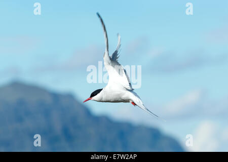 La sterne arctique (Sterna paradisaea), l'Islande,Jokulsarlon- Banque D'Images