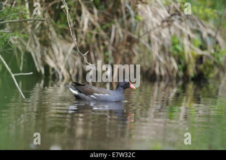 La Gallinule poule-d'eau - Gallinula chloropus gallinule commune (- Fulica chloropus) des profils apportant de la nourriture pour nourrir ses oisillons dans le nid Banque D'Images