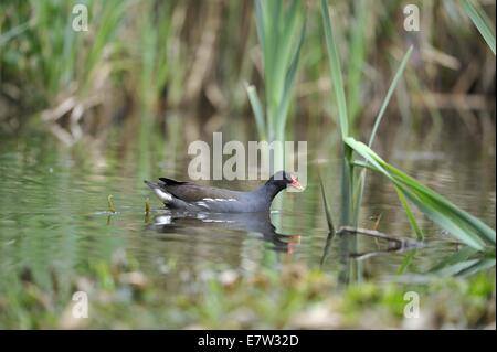 La Gallinule poule-d'eau - Gallinula chloropus gallinule commune (- Fulica chloropus) des profils apportant de la nourriture pour nourrir ses oisillons dans le nid Banque D'Images