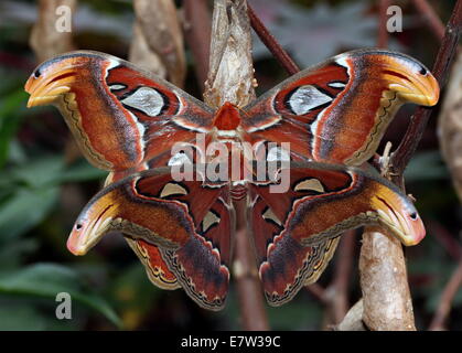 Le mâle et femelle géant Atlas Moth (Attacus atlas) au cours de la parade nuptiale et l'accouplement Banque D'Images