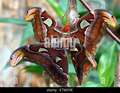 Le géant Atlas mâle et femelle (Attacus atlas) au cours de la parade nuptiale et l'accouplement Banque D'Images