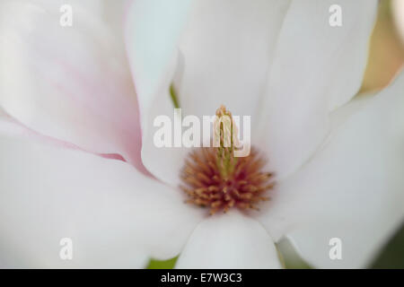 Magnolia soulangeana blanc avec un centre rose et élégant à écoulement libre © Jane Ann Butler Photography JABP1281 Banque D'Images